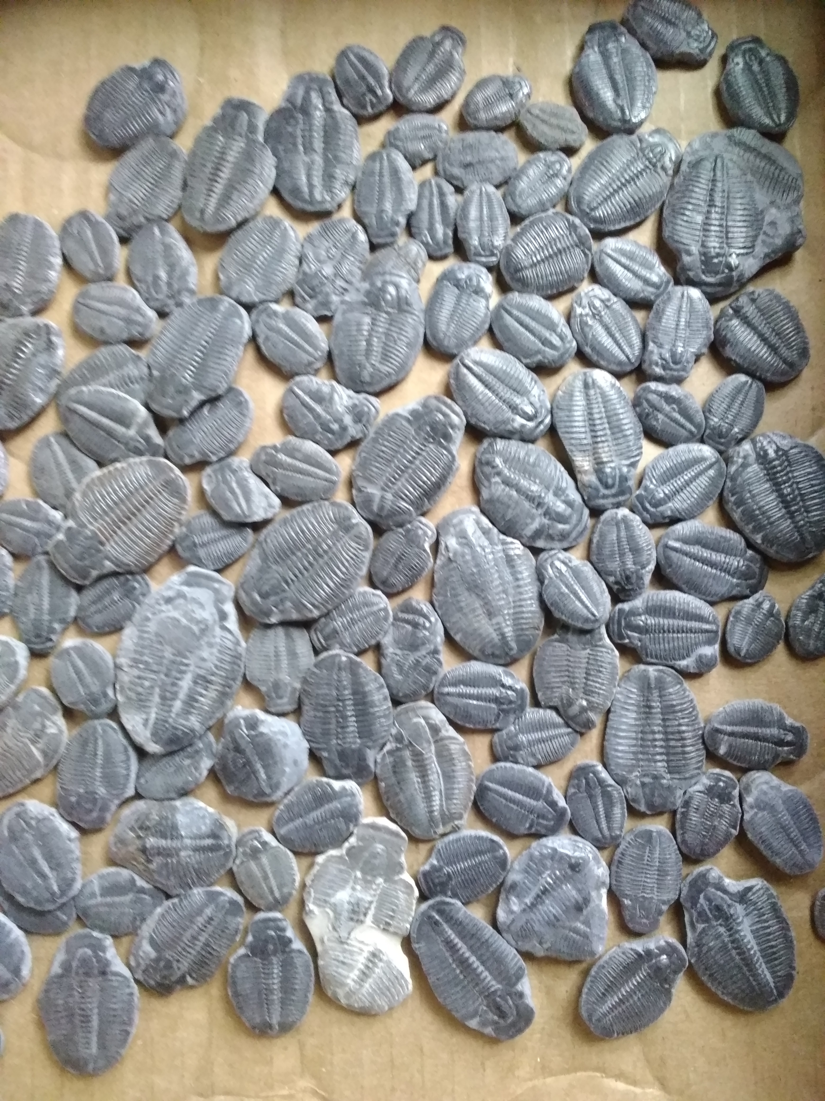 trilobites